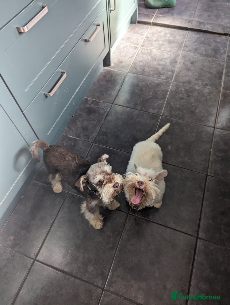 Miniature Schnauzer dogs Kc USA lines miniature schnauzers  - Advert 2