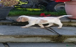 Cocker Spaniel dogs for sale: Cocker spaniel puppies for sale  - Image 4
