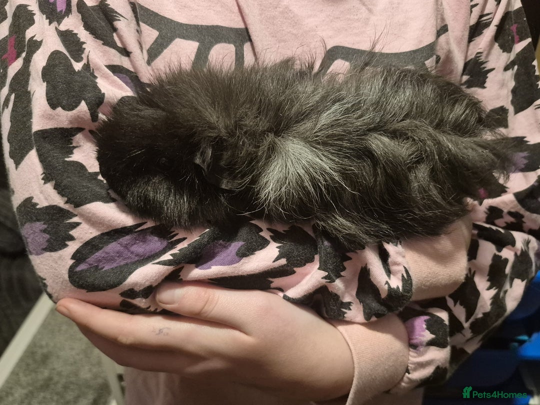 Guinea Pig rodents for sale: 2 male guinea pigs  - Advert 4