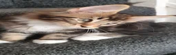 Maine Coon cats for sale: 🏅TICA🏅pure maine coon kittens - Advert 21