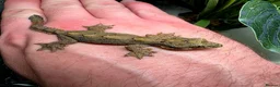 Gecko reptiles for sale: Kuhl's Flying Gecko Pair CB26 - Advert 2