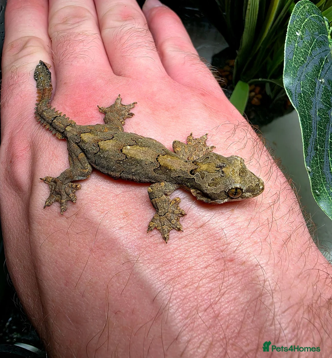 Gecko reptiles for sale: Kuhl's Flying Gecko Pair CB26 - Advert 2