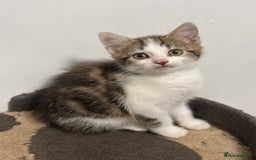 Mixed Breed cats for sale: Gorgeous Tabby & White Kitten - Image 5