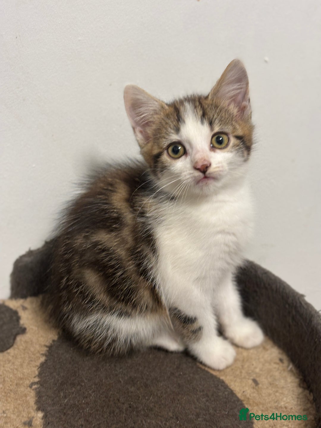 Mixed Breed cats for sale: Gorgeous Tabby & White Kitten - Image 5