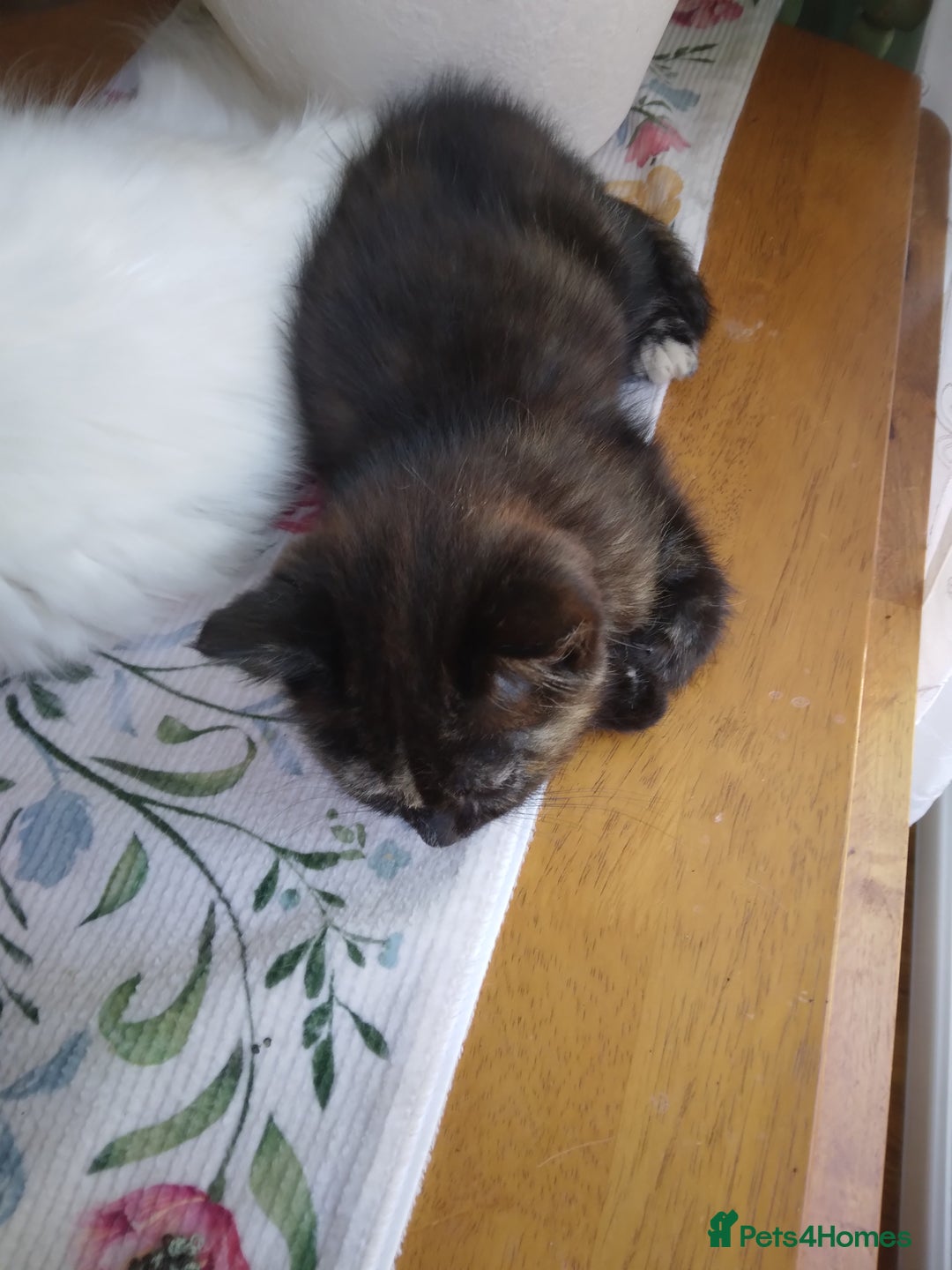 Mixed Breed cats for sale: Ragdoll cross kittens  - Image 3