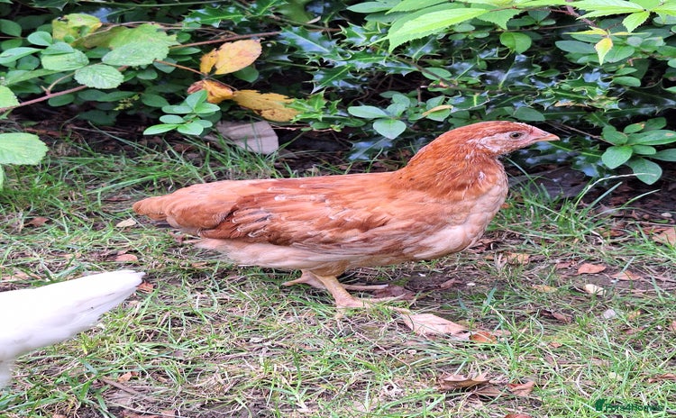 Chickens poultry - Advert 2