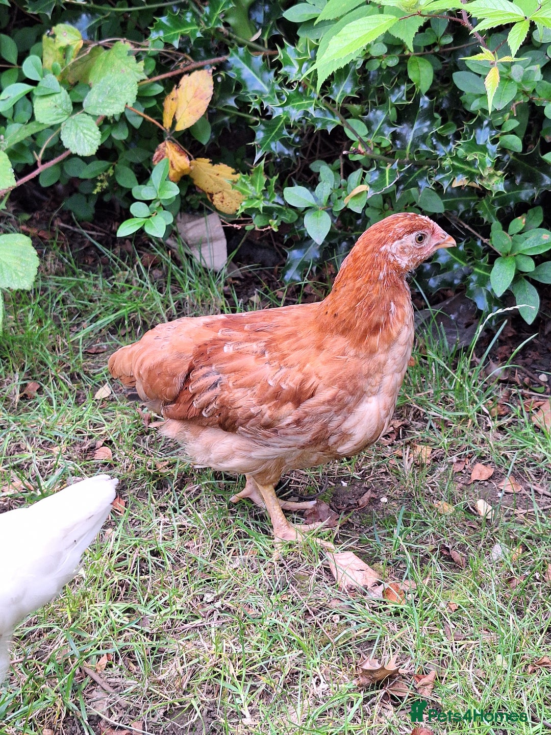 Chickens poultry for sale: Hybrid pullets - Image 1