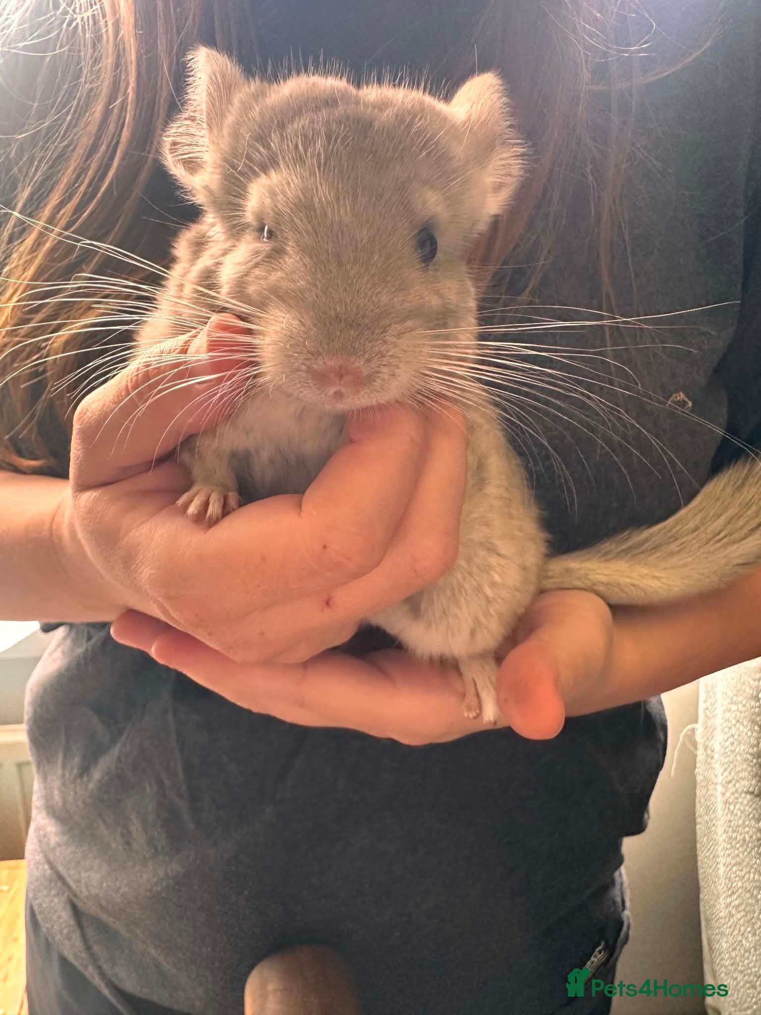 Chinchilla rodents 2 baby girl chinchillas for sale  - Advert 1