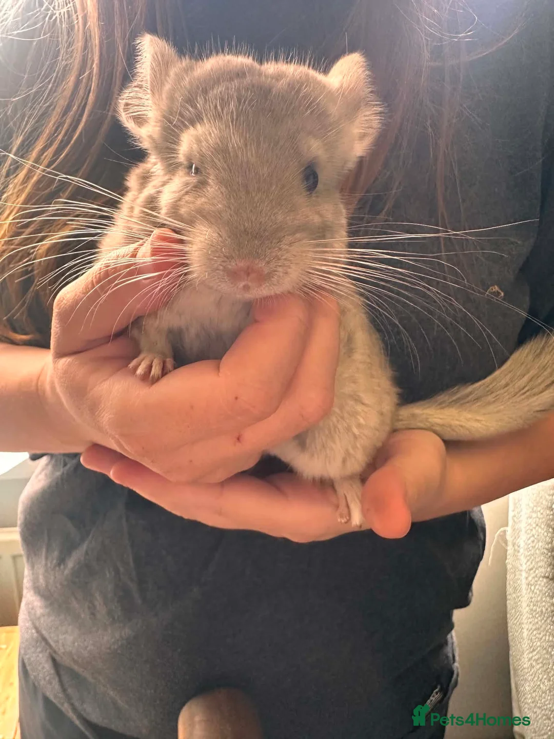 Chinchilla rodents for sale: 2 baby girl chinchillas for sale  in Ammanford - Advert 1