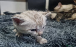 Bengal cats for sale: 🤩RARE BLUE BENGAL🤩SNOW LYNX🤩 BROWN🤩 - Image 8