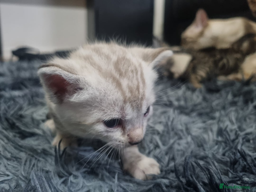 Bengal cats for sale: 🤩RARE BLUE BENGAL🤩SNOW LYNX🤩 BROWN🤩 - Image 8