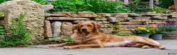 Golden Retriever dogs for sale: GOLDEN RETREVER PUPPIES - Advert 1