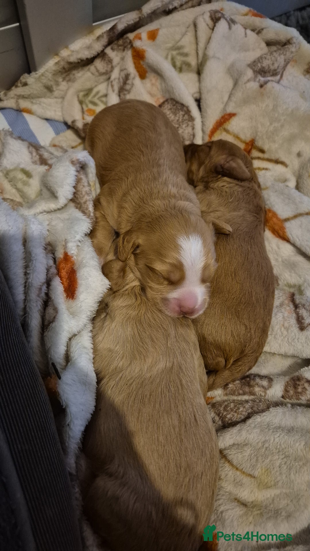 Cockapoo dogs for sale: Beautiful fb1 cockerpoos - Image 1