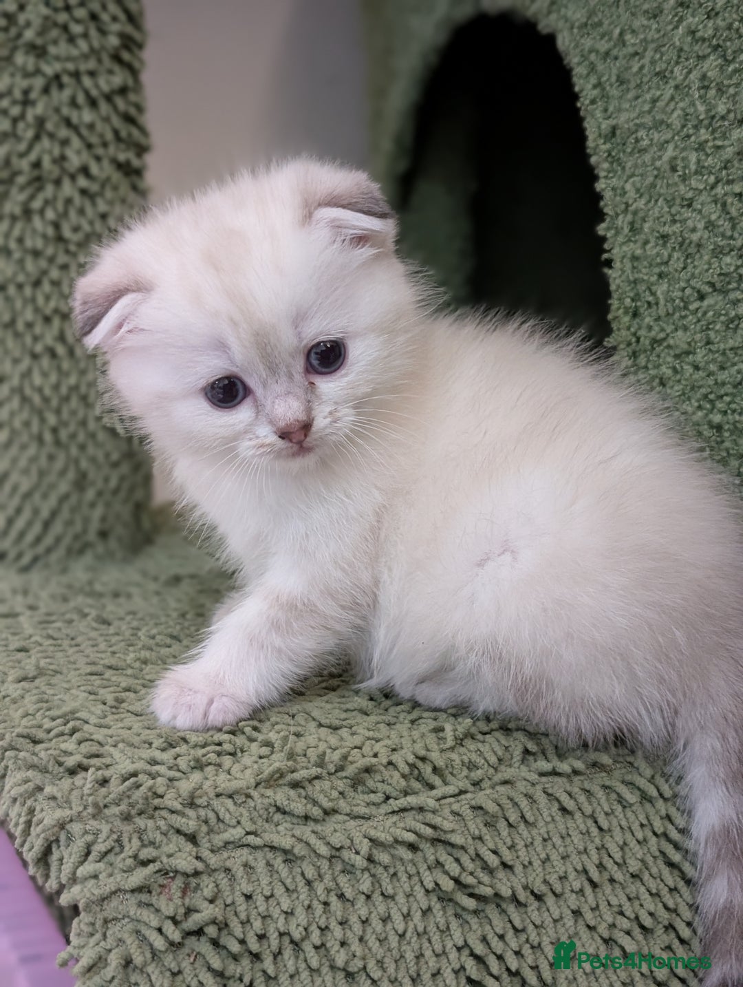 Mixed Breed cats for sale: Scottish Fold x Ragdoll Kitten - Advert 4