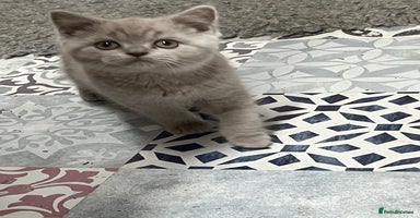 British Shorthair cats - Advert 12