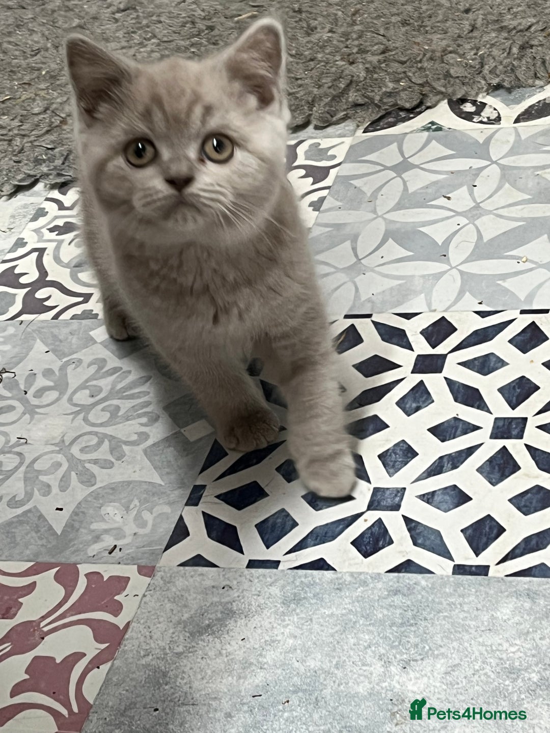 British Shorthair cats for sale: Gorgeous Pure British Shorthaired Kittens  - Image 2