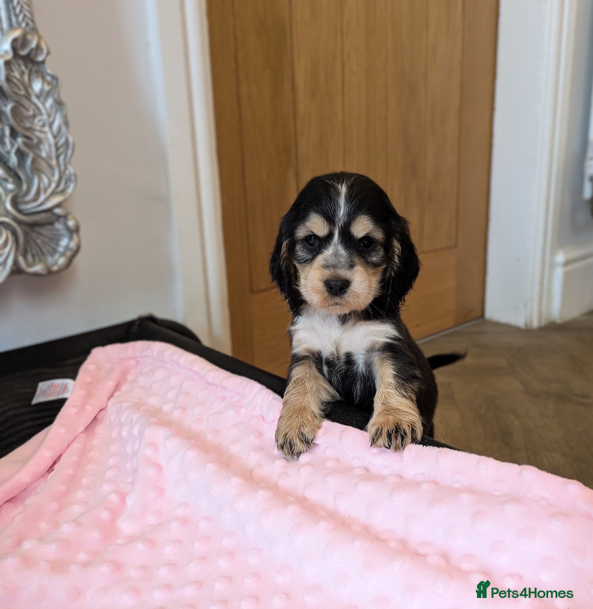 Cocker Spaniel dogs Stunning KC show cocker puppies PRA FN tested - Advert 1