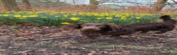 American Cocker Spaniel dogs for sale: CHOCOLATE COAT - AMERICAN WATER SPANIEL  in Liverpool - Advert 6