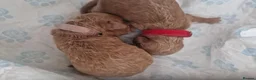 Cockapoo dogs for sale: 5 beautiful F1b puppies - Advert 22