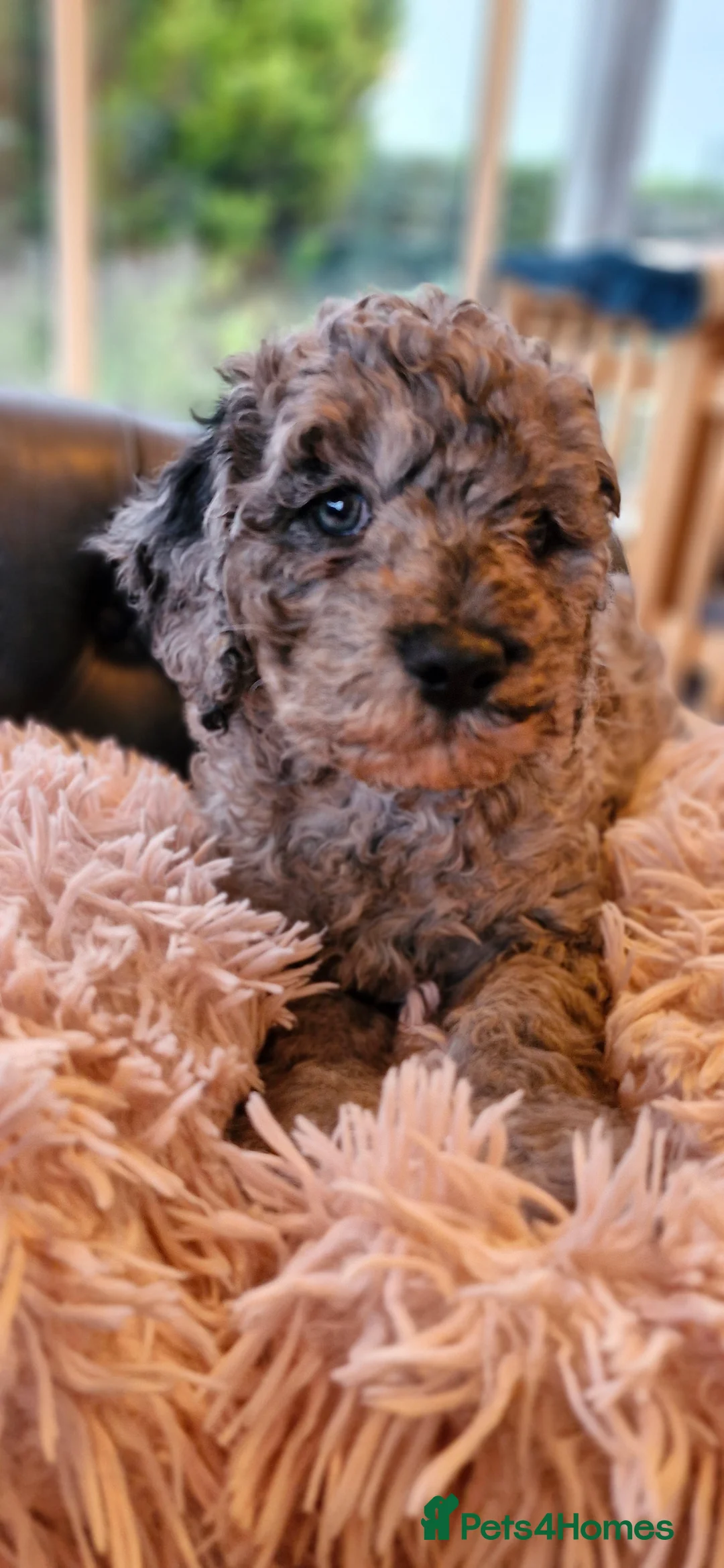 Poodle dogs for stud: Merle black & silver poodle for stud only .  in Lincoln - Advert 22