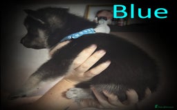 Shepsky dogs for sale: Siberian husky hybrid pups - Image 9