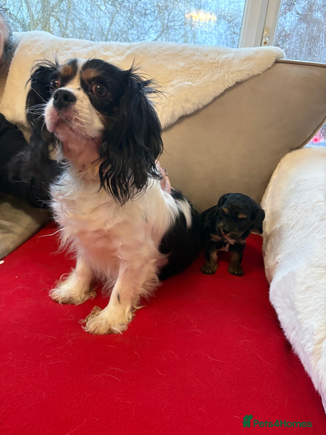 Cavapoo dogs for sale: 2 female F1 cavapoos - Advert 1