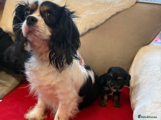 Cavapoo dogs 2 female F1 cavapoos - Advert 1