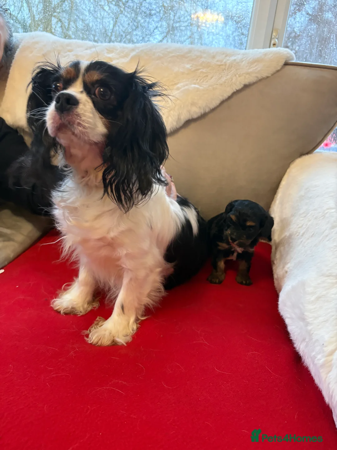 Cavapoo dogs for sale: 2 female F1 cavapoos - Advert 2