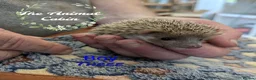 Pygmy Hedgehog rodents for sale: African pygmy hedgehogs, caresheets and tutorials! - Advert 4