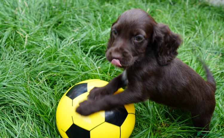 Cocker Spaniel dogs - Advert 8