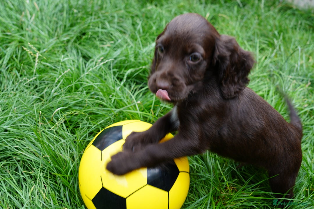 Cocker Spaniel dogs for sale: READY TO GO 4 KC working cocker spaniel puppies - Image 1