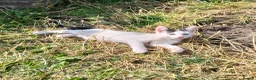 Mixed Breed cats for sale: Lovely Kittens  - Advert 2
