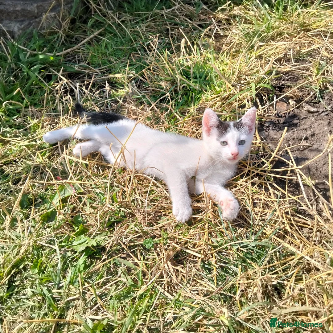 Mixed Breed cats for sale: Lovely Kittens  - Advert 2
