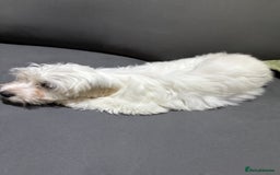 Coton De Tulear dogs for sale: Coton de tulear puppies for sale  - Advert 8