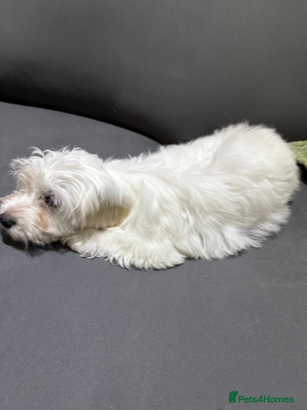 Coton De Tulear dogs for sale: Coton de tulear puppies for sale  - Advert 8