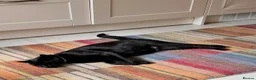 Mixed Breed cats for sale: Lovely black cat in Taunton - Advert 4