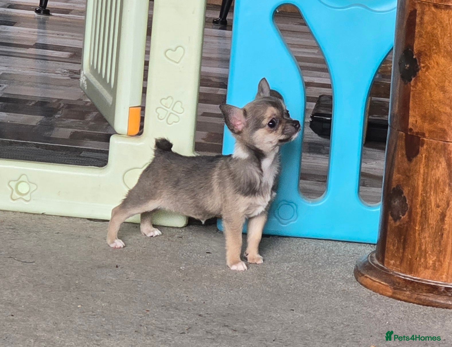 Chihuahua dogs Beautiful Blue Wolf, Smooth Coat Tiny Girl.   - Advert 1