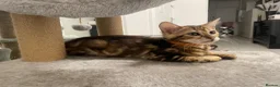 Bengal cats for sale: Bengal kittens  - Advert 6