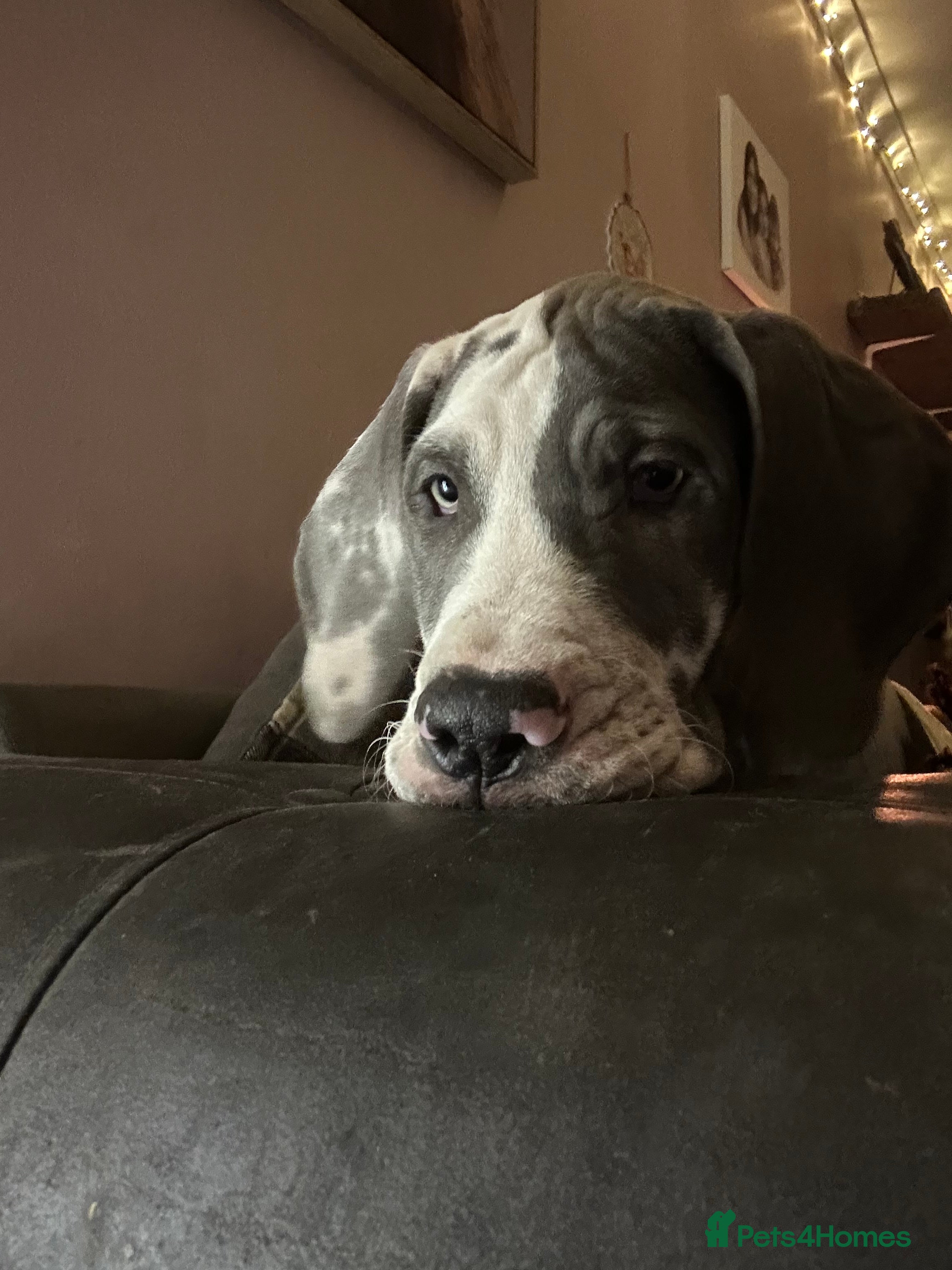 Great Dane dogs Reduced***** KC registered blue Great Dane puppies - Advert 2