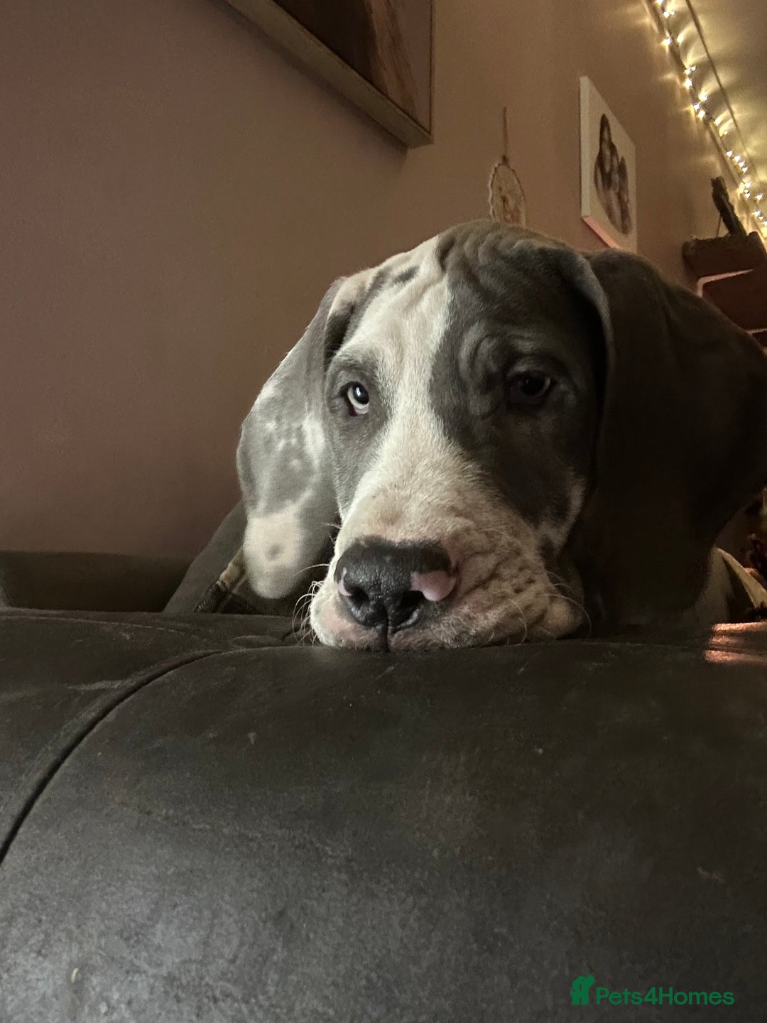 Great Dane dogs for sale: Reduced***** KC registered blue Great Dane puppies - Advert 1