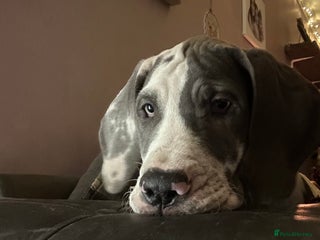 Great Dane dogs Reduced***** KC registered blue Great Dane puppies - Advert 1