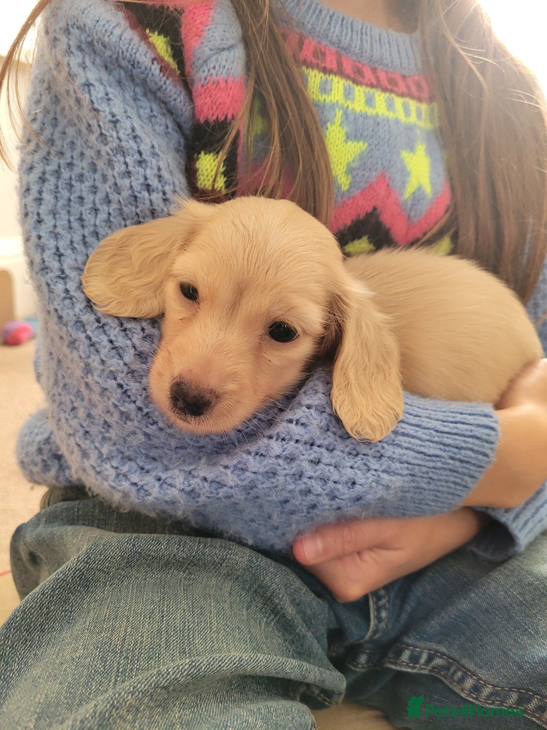 Miniature Dachshund dogs for sale: Beautiful kc long haired mini sausages - Image 5