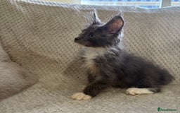 Maine Coon cats for sale: Reduced Pedigree GCCF registered kitten 1.6kg - Image 18