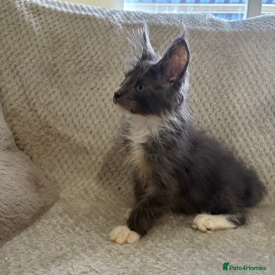 Maine Coon cats for sale: Reduced Pedigree GCCF registered kitten 1.6kg - Image 18