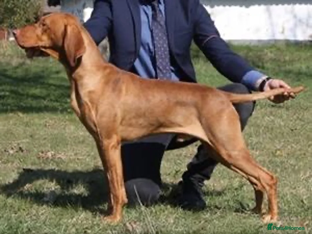 Hungarian Vizsla dogs for stud: KC Registered Hungarian Junior Champion for Stud in Brampton - Advert 2