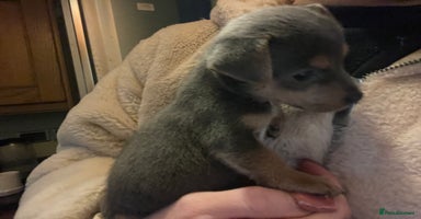 Jack Russell dogs ⭐️❤️jack russell pups blue merle ❤️⭐️ - Advert 11