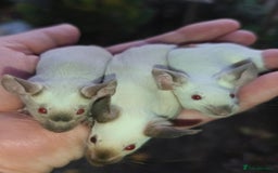 Mouse rodents for sale: Siamese, satin and black female mice  - Image 4
