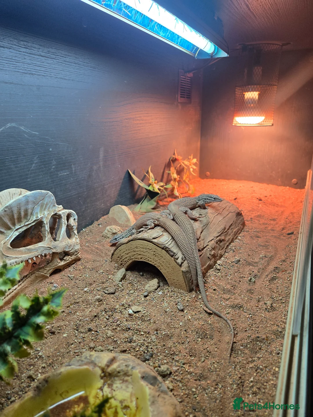 Monitor reptiles for sale: Ackie monitor lizards for sale  - Advert 2