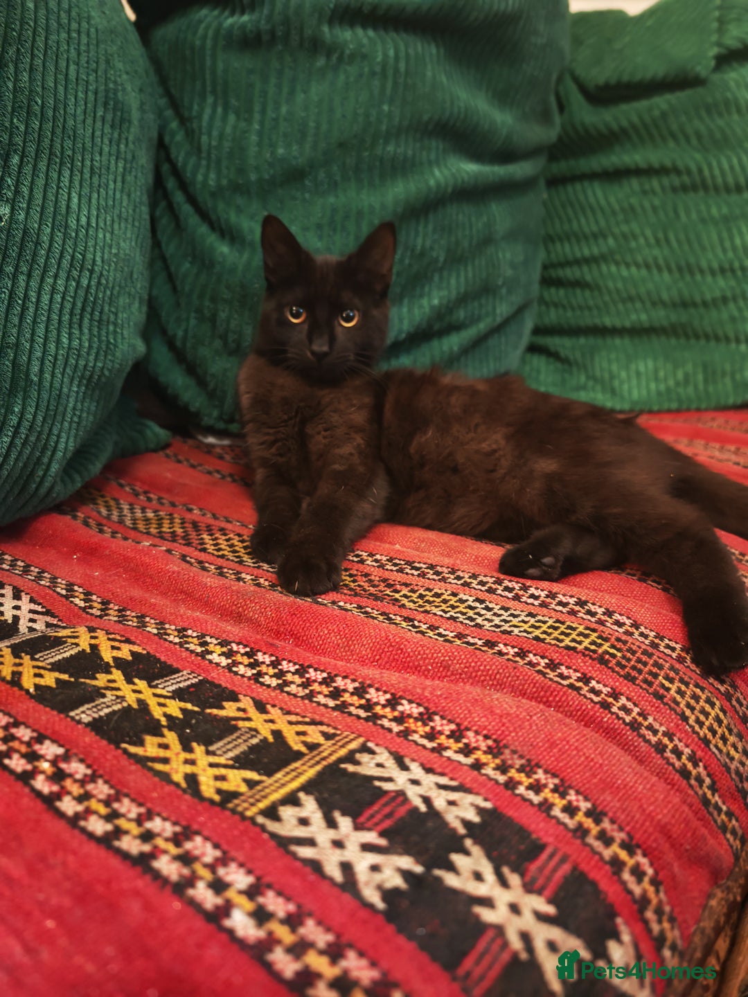 Mixed Breed cats for sale: Two gorgeous kittens  - Advert 2