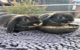 Mini Lop rabbits for sale: Female mini lops  - Image 4